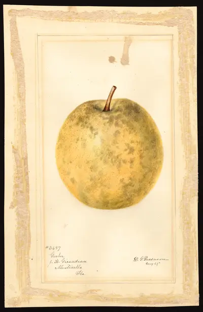 USDA watercolor illustration of Garber