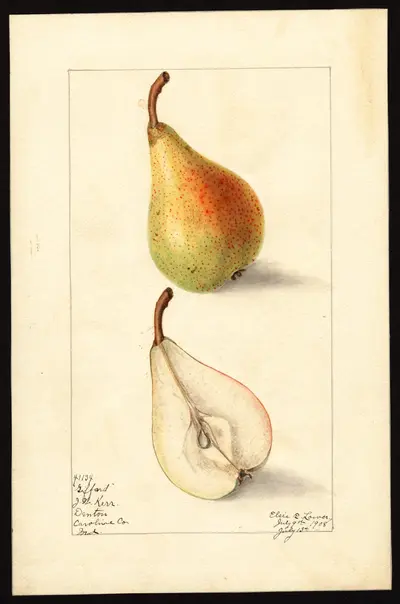 Watercolor of Beurré Giffard