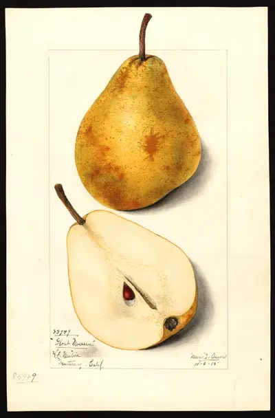 Watercolor of Bon-Chrétien Fondant