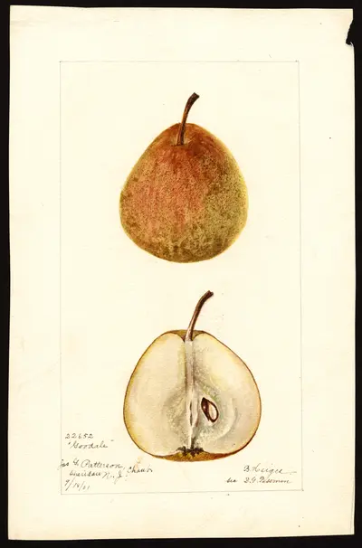 Watercolor of Goodale