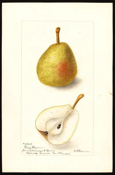 Watercolor of Doyenné Gray