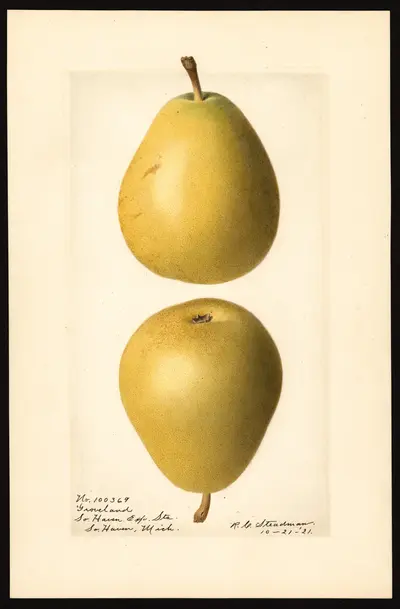 USDA watercolor illustration of Groveland