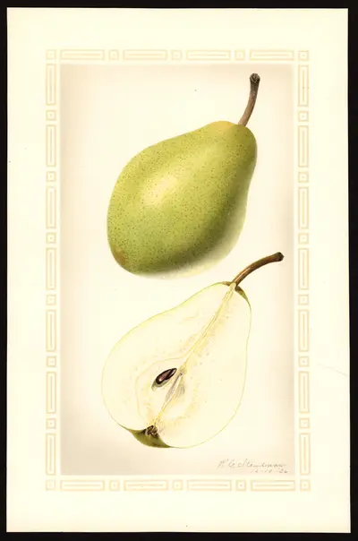 Watercolor of Beurré Hardy