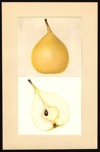 USDA watercolor illustration of Howell