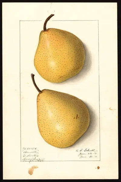 USDA watercolor illustration of Howell