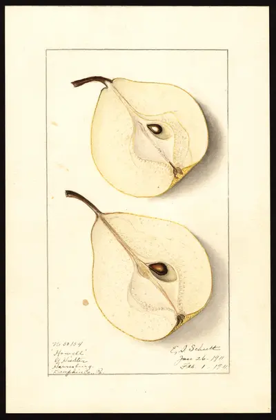 USDA watercolor illustration of Howell
