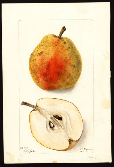 USDA watercolor illustration of Kieffer