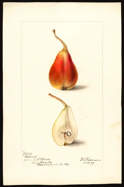 Watercolor of Rostiezer