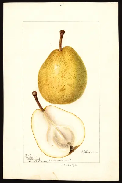 Watercolor of Rutter