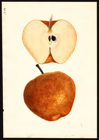 USDA watercolor illustration of Chinese Sand Pear