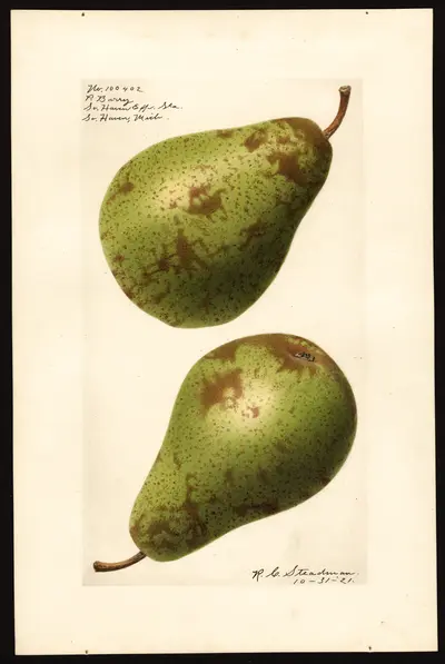 Watercolor of P. Barry