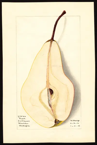 USDA watercolor illustration of Pound