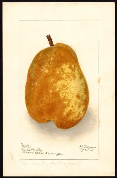 Watercolor of Souvenir du Congrès