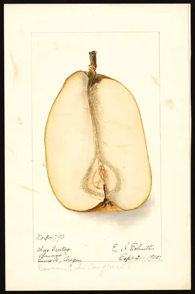 USDA watercolor illustration of Souvenir du Congrès