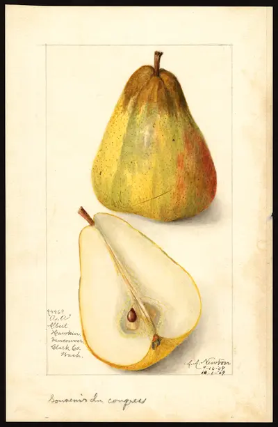 USDA watercolor illustration of Souvenir du Congrès