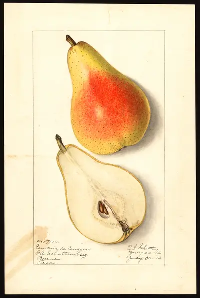 USDA watercolor illustration of Souvenir du Congrès