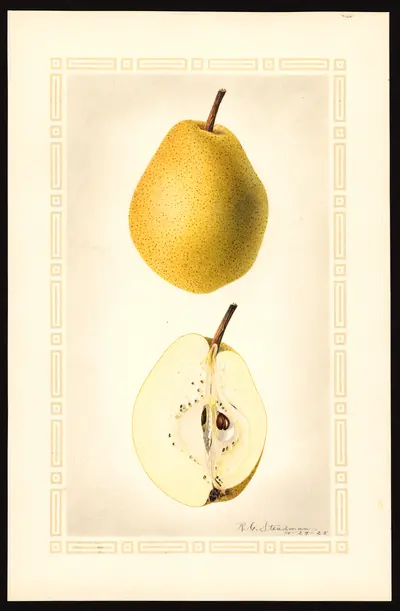 USDA watercolor illustration of Kieffer