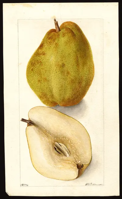 USDA watercolor illustration of Kieffer