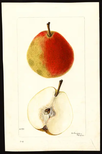 USDA watercolor illustration of Kieffer