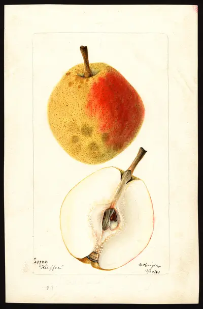 USDA watercolor illustration of Kieffer