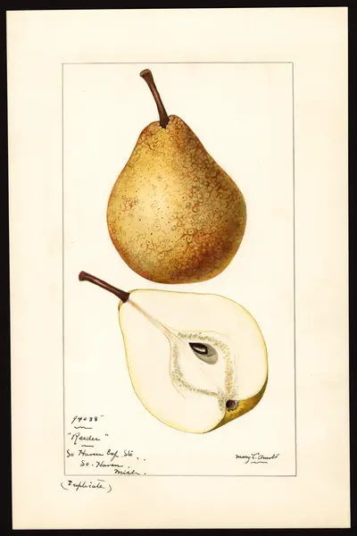 USDA watercolor illustration of Reeder