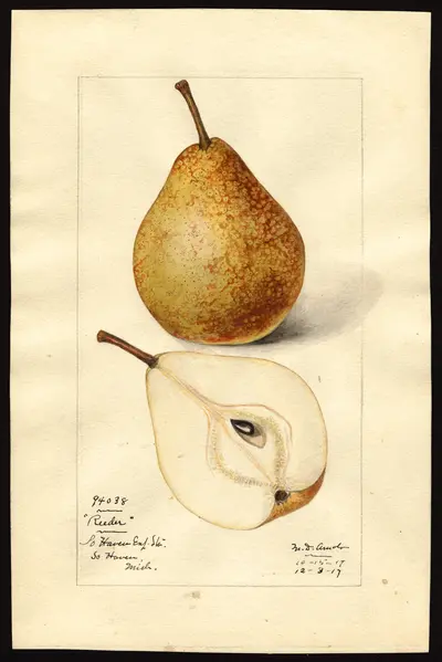 USDA watercolor illustration of Reeder