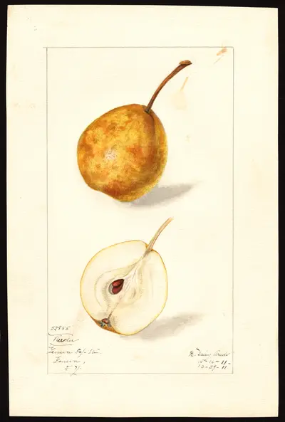 USDA watercolor illustration of Reeder