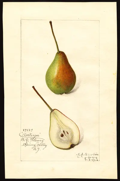 USDA watercolor illustration of Rostiezer