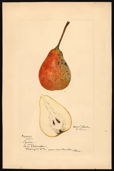 USDA watercolor illustration of Tyson