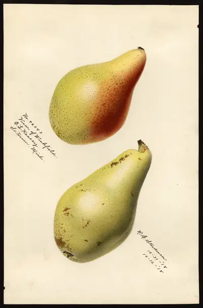 USDA watercolor illustration of Vicar Of Winkfield