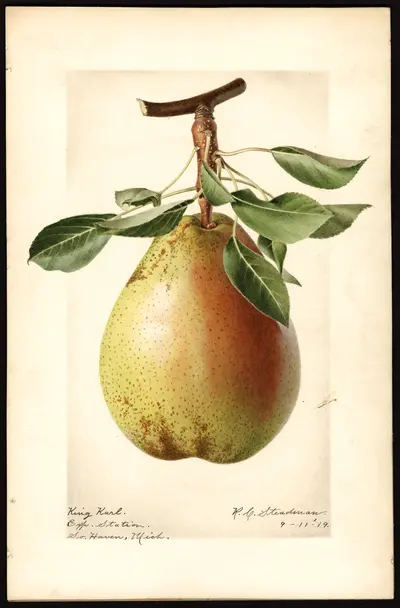 USDA watercolor illustration of King Karl