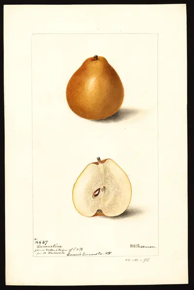 USDA watercolor illustration of Lamartine