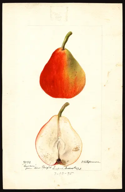 Watercolor of Lawson