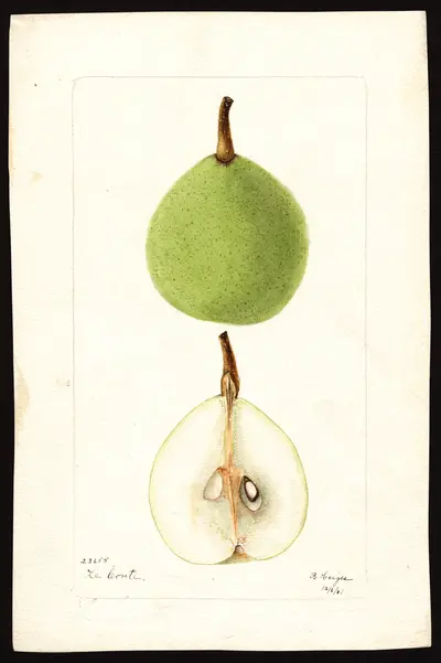 Watercolor of Le Conte