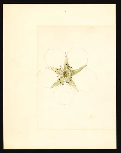 USDA watercolor illustration of Le Conte