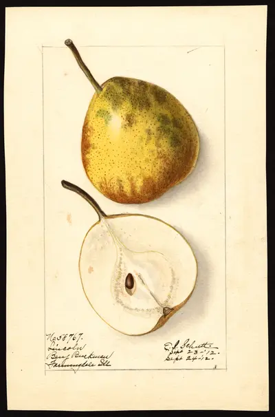 Watercolor of Lincoln