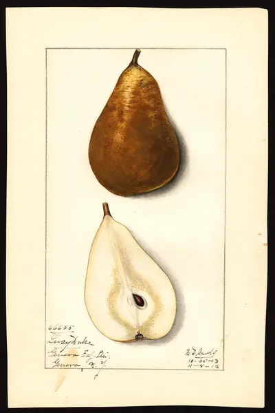 Watercolor of Lucy Duke