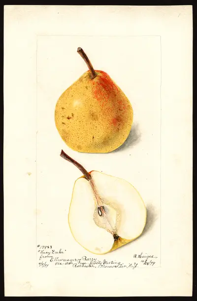 USDA watercolor illustration of Lucy Duke