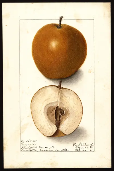 USDA watercolor illustration of Magnolia