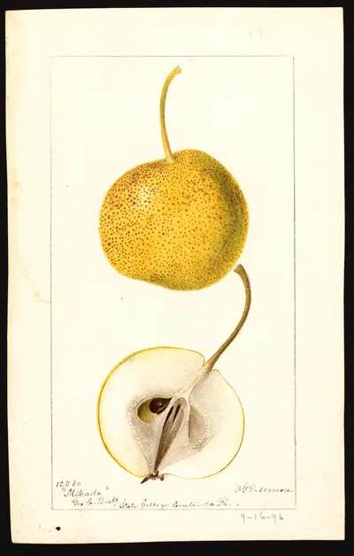 Watercolor of Mikado