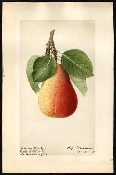 USDA watercolor illustration of Wilder Early