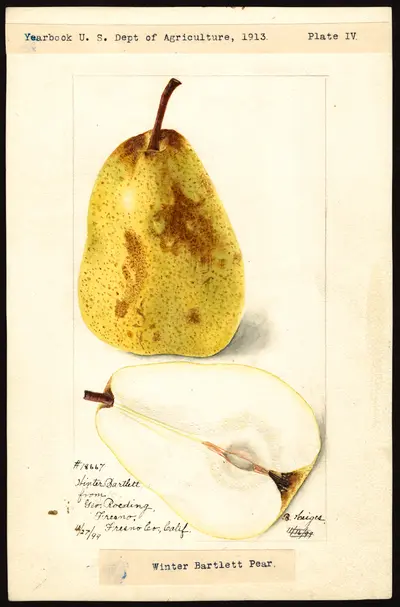 Watercolor of Winter Bartlett