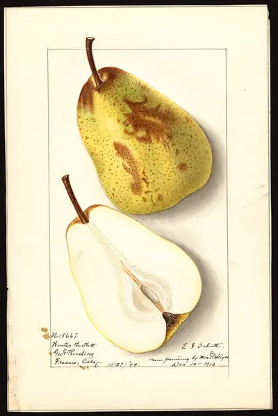 USDA watercolor illustration of Winter Bartlett