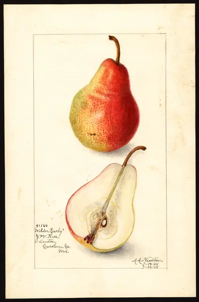 USDA watercolor illustration of Wilder Early