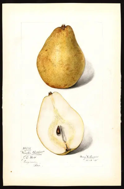 USDA watercolor illustration of Winter Bartlett