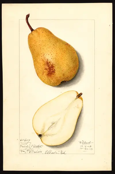 USDA watercolor illustration of Winter Bartlett