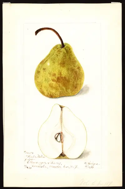 USDA watercolor illustration of Winter Nelis