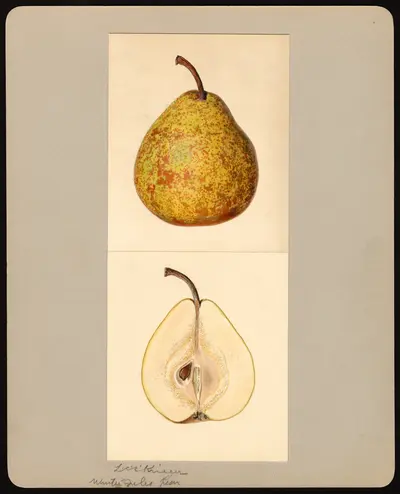USDA watercolor illustration of Winter Nelis