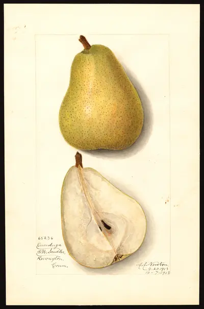 USDA watercolor illustration of Onondaga