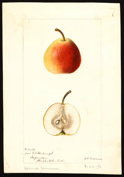 Watercolor of Osband's Summer